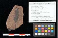 Foto (Objekt + Etikett) von Quercus palaeoilex Ettingshausen (NHMW-GEO-2024-0188-0849)